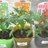 【2022年】ミニトマト（プチぷよ）の成長記録③　～収穫・害虫対策～